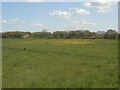 Field and woodland at the northwestern edge of Bridgend