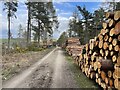 NJ6921 : Forestry operations by Ralph Greig