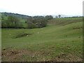 Sheep grazing beside the valley of the Afon Iwrch