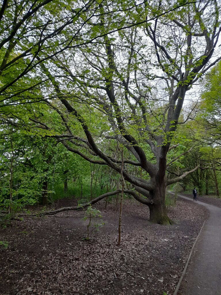 Tree in Woodfield Park, Kingsbury © David Howard :: Geograph Britain ...