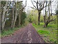 Byway towards Grateley Lodge