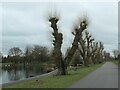 Pollarded trees, Alvaston Park, Derby