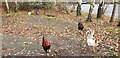 TL6164 : Chickens in Car Park, Service Area on A11,  Norfolk by Christine Matthews