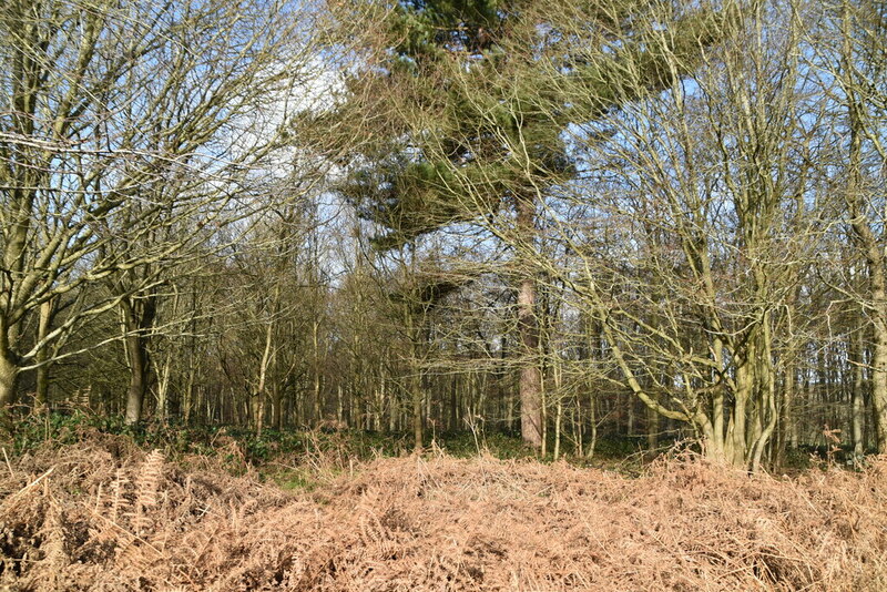 Clearhedges Wood © N Chadwick :: Geograph Britain and Ireland