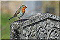 NU0049 : A robin in St Peter’s Churchyard, Scremerston by Walter Baxter