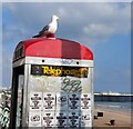 Seagull on a phone box