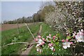 TL8542 : Crab Apple Blossom by the Bridleway by Glyn Baker