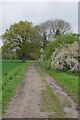 Blossom by Footpath 7