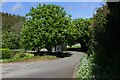 Horse chestnut trees at Duchy College