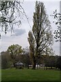 A pair of poplars, Handsworth Park