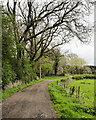 Dirt road beside Newbarn Wood