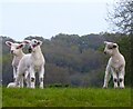 Lambs, Fifteen Acres