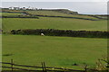 Clifftop fields at Upton