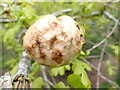 TQ7161 : Biorhiza palida - Oak apple gall by Phil Brandon Hunter