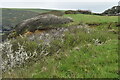 Clifftop field southwest of Crackington Haven