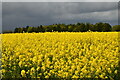 TG0303 : Hardingham: Oil seed rape crop in full flower by Michael Garlick