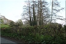 SO5622 : Woodland by Glewstone, Hollymount by David Howard