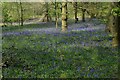 Bluebells in Almshouses Wood