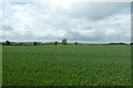 Farmland west of Cattal Street