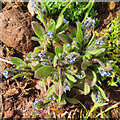 NT5982 : Early Forget-me-not (Myosotis ramosissima) by Anne Burgess