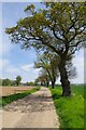 TL9835 : Oaks By The Drive to Tendring Hall Farm by Glyn Baker