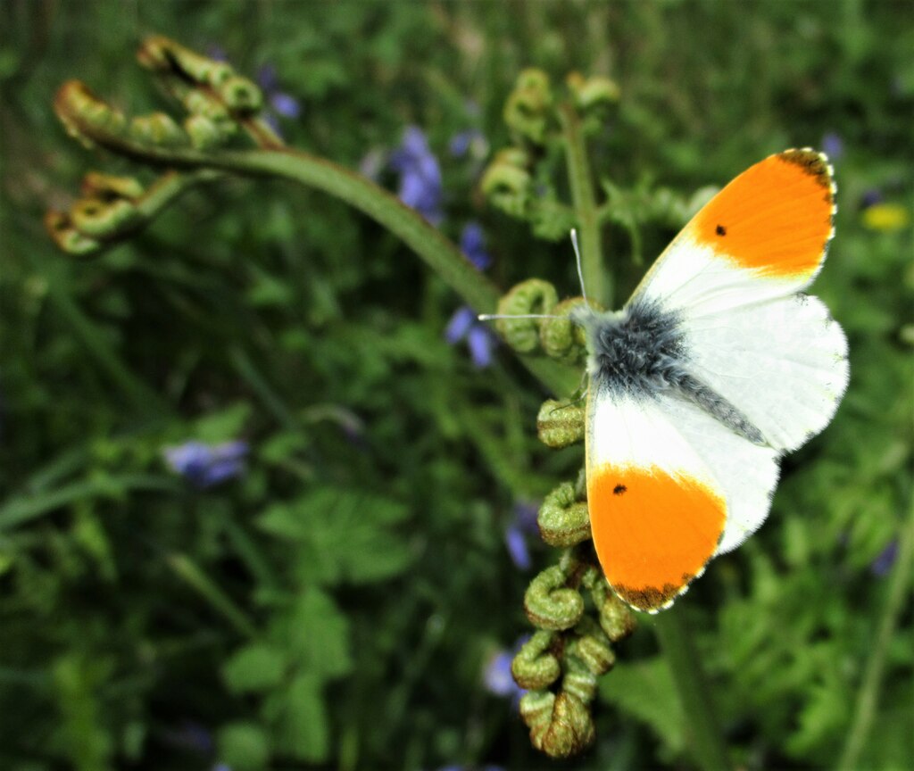 orange-tip-butterfly-jon-alexander-geograph-britain-and-ireland