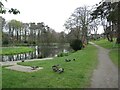 Ducks by the pond, Denmore, Aberdeen