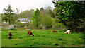 Goats, Godstone Farm