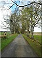 Tree-lined road