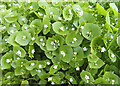 NT6182 : Spring Beauty (Claytonia perfoliata) by Anne Burgess