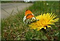 Nectaring orange-tip