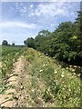 Footpath by the River Clwyd