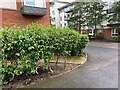 Living shrubs, Waterfront estate, Warwick