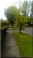 Trees in Bradleigh Avenue