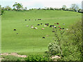 Pasture south-east of Highley in Shropshire