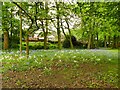 Bluebells in Sandbach park