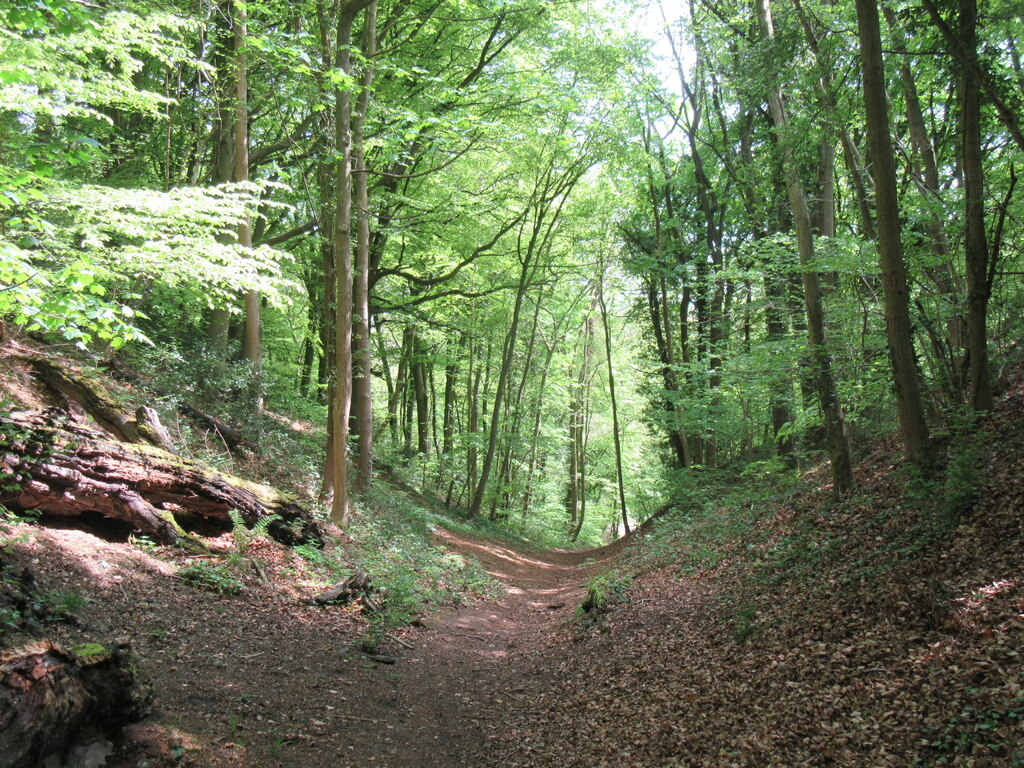 Ruston Cliff Woods © T Eyre :: Geograph Britain and Ireland