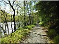 NN5404 : The Loch Drunkie Trail by Richard Sutcliffe