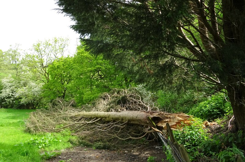 Fallen tree © philandju :: Geograph Britain and Ireland