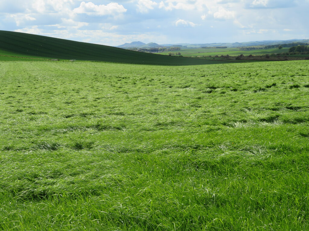 grass-field-at-rumbletonrig-m-j-richardson-geograph-britain-and