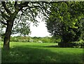 Meadow in spring