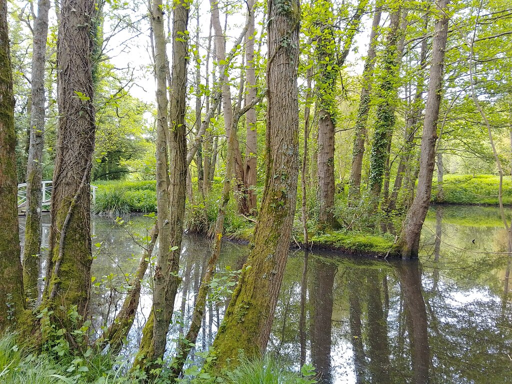 Woodland pond © Oscar Taylor Geograph Britain and Ireland