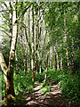 Woodland track near Pendeford, Wolverhampton