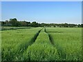 Tramlines in arable crop at Moor Court