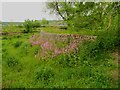 SE0723 : Flood defence wall and red campion, Sowerby Bridge by Humphrey Bolton