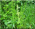 A single Tellima grandiflora