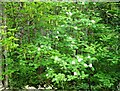 A rowan, or mountain ash