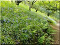 Pinnacle Hill bluebells