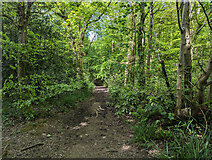 TQ3438 : Path, Cuttinglye Wood by Robin Webster
