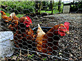 H4478 : Hens behind a netting wire fence, Carnony by Kenneth  Allen